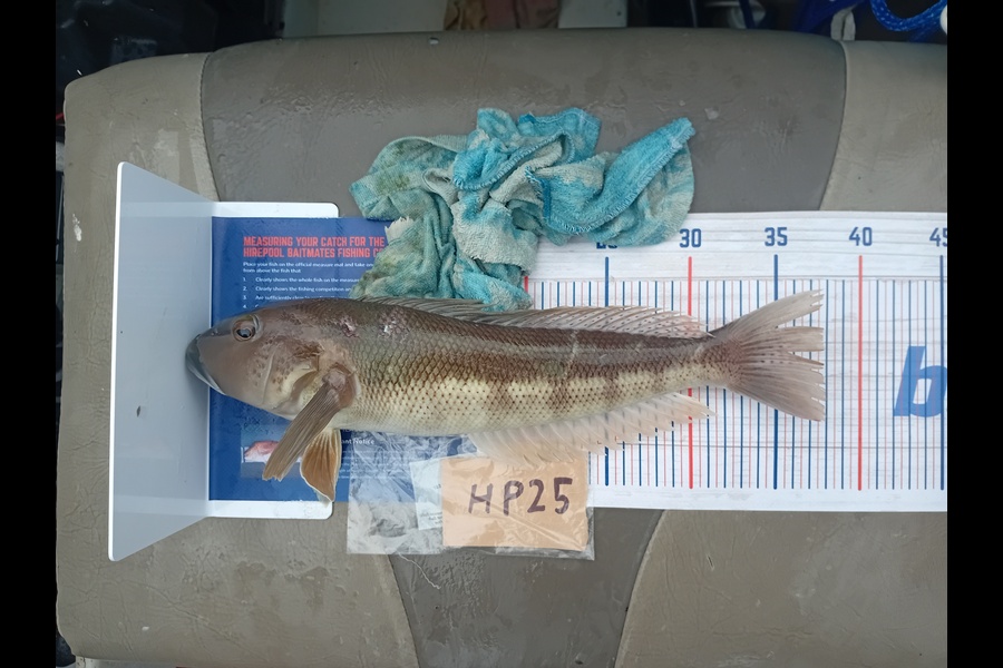 Troy Cameron caught this 37.5cm Blue Cod at Nelson/Marlborough during The Hirepool Baitmates Fishing Comp