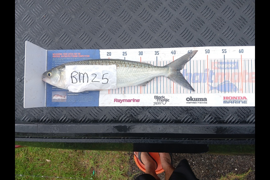 Shaun Rutherford caught this 42.0cm Kahawai at Bay of Plenty during The Hirepool Baitmates Fishing Comp