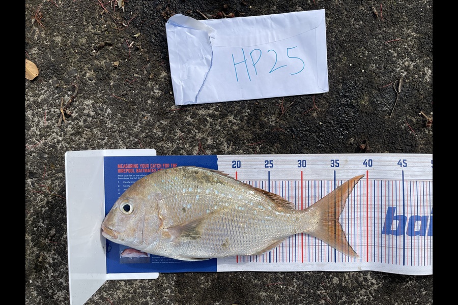 Martin Lee caught this 35.5cm Snapper at Auckland during The Hirepool Baitmates Fishing Comp