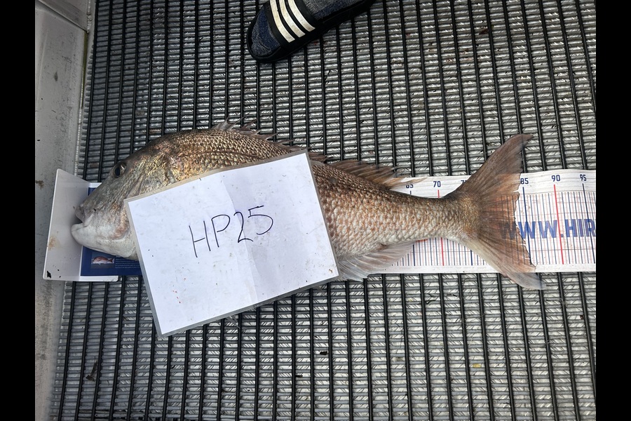 Callum Owen caught this 83.0cm Snapper at Auckland during The Hirepool Baitmates Fishing Comp