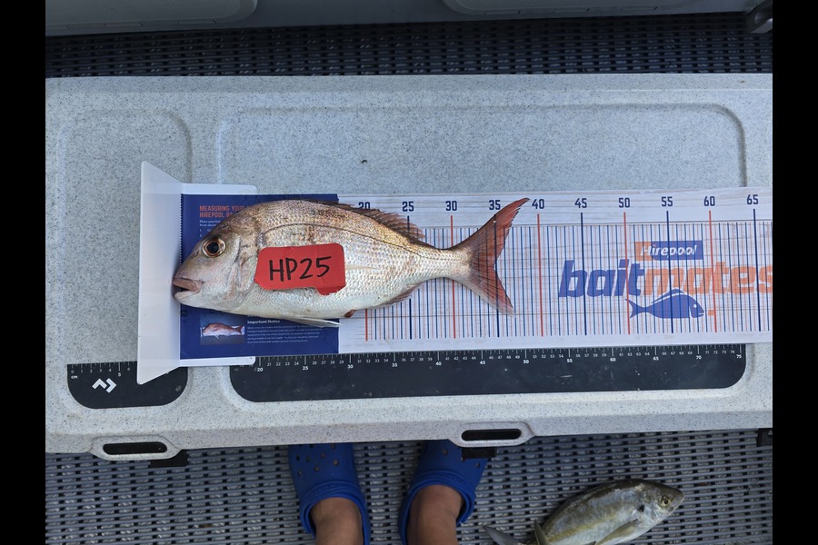 Baydon Chappell caught this 34.5cm Snapper at Northland during The Hirepool Baitmates Fishing Comp