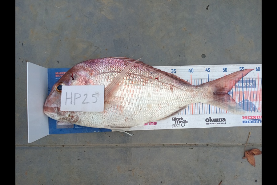 Tereza Pitt caught this 50.5cm Snapper at Northland during The Hirepool Baitmates Fishing Comp