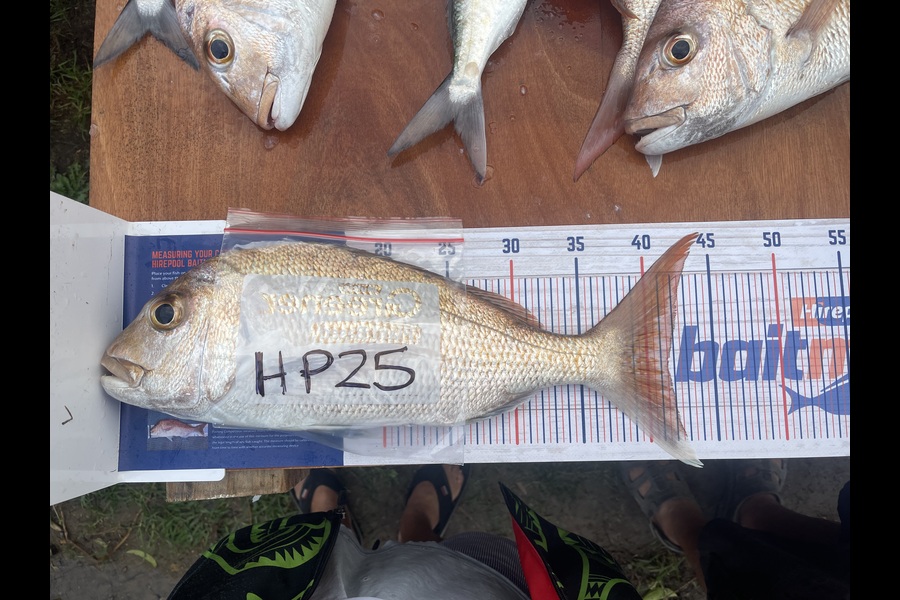 Michael Ratima caught this 41.5cm Snapper at Auckland during The Hirepool Baitmates Fishing Comp