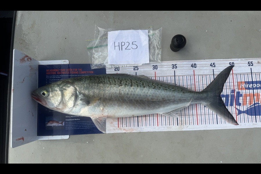 Shaun Russell caught this 46.0cm Kahawai at Northland during The Hirepool Baitmates Fishing Comp