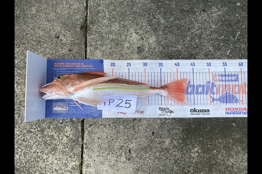 David Harley caught this 42.0cm Gurnard at Hawkes Bay during The Hirepool Baitmates Fishing Comp