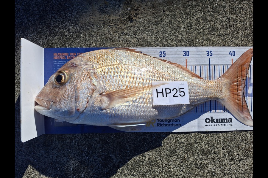 John Twentyman caught this 42.5cm Snapper at Coromandel during The Hirepool Baitmates Fishing Comp