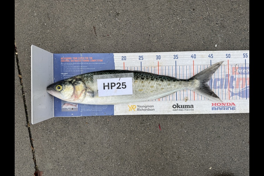 Melanie Bethell caught this 43.5cm Kahawai at Bay of Plenty during The Hirepool Baitmates Fishing Comp