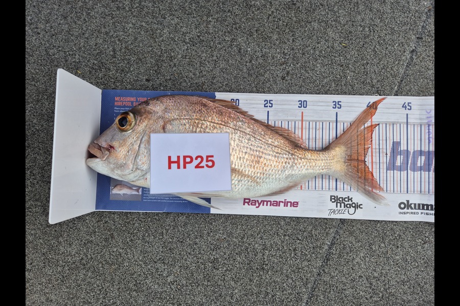 Simon Roberts caught this 39.0cm Snapper at Coromandel during The Hirepool Baitmates Fishing Comp