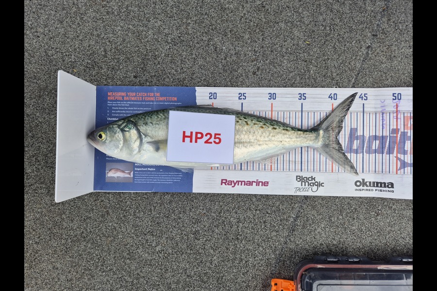 Simon Roberts caught this 40.5cm Kahawai at Coromandel during The Hirepool Baitmates Fishing Comp