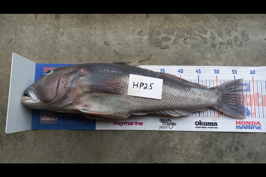 Kelvin Mckay caught this 57.0cm Blue Cod at Otago during The Hirepool Baitmates Fishing Comp