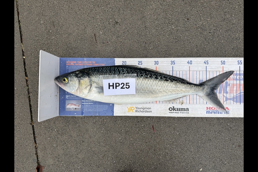Nicholas Mowlem caught this 47cm Kahawai at Bay of Plenty during The Hirepool Baitmates Fishing Comp
