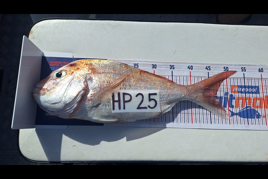 Jason van Tiel caught this 46.5cm Snapper at Auckland during The Hirepool Baitmates Fishing Comp