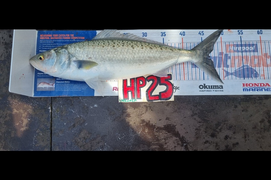 Greg Russell caught this 46.5cm Kahawai at Waikato during The Hirepool Baitmates Fishing Comp