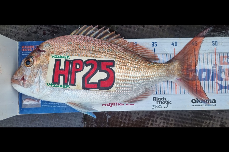 Greg Russell caught this 45.0cm Snapper at Waikato during The Hirepool Baitmates Fishing Comp