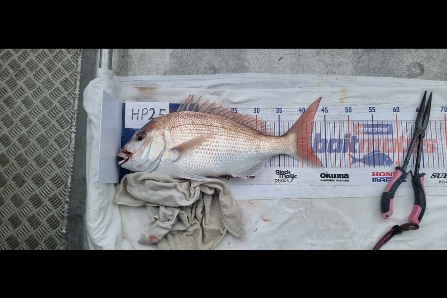 Phillip Rose caught this 41.5cm Snapper at Nelson/Marlborough during The Hirepool Baitmates Fishing Comp