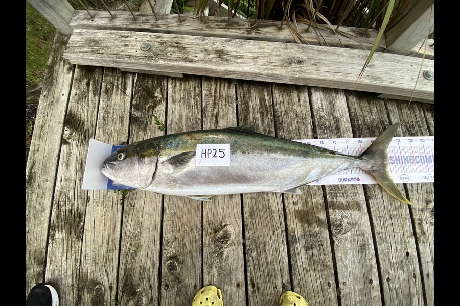 Guy Marshall caught this 110.0cm Kingfish at Northland during The Hirepool Baitmates Fishing Comp