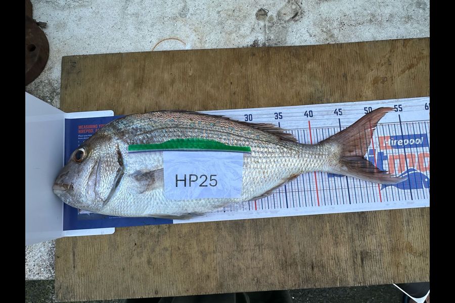 Rob Stroud caught this 48.0cm Snapper at Coromandel during The Hirepool Baitmates Fishing Comp