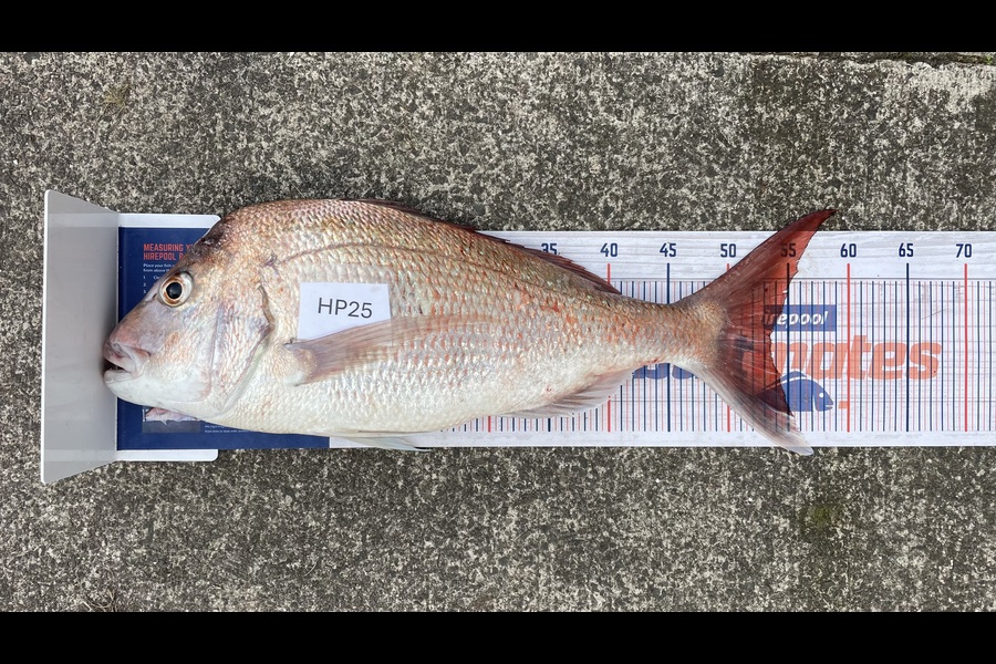 Bradley Wright caught this 53.5cm Snapper at Coromandel during The Hirepool Baitmates Fishing Comp