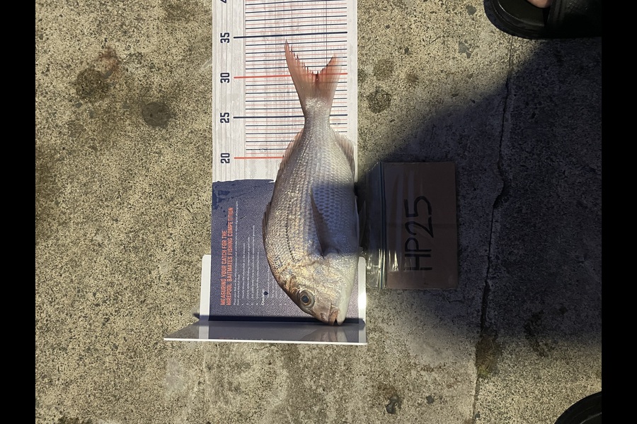 Torlesse Liddell caught this 30.0cm Snapper at Waikato during The Hirepool Baitmates Fishing Comp