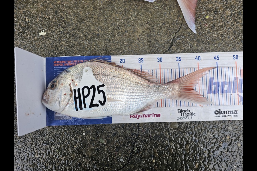 Hunter Schroeder caught this 38.5cm Snapper at Nelson/Marlborough during The Hirepool Baitmates Fishing Comp