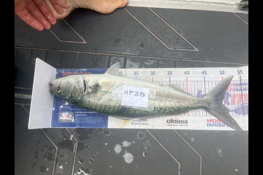 Candy Cunis caught this 49.5cm Kahawai at Northland during The Hirepool Baitmates Fishing Comp