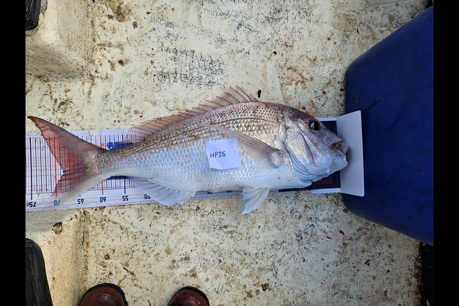 Lachie Mclean caught this 68.5cm Snapper at Taranaki during The Hirepool Baitmates Fishing Comp