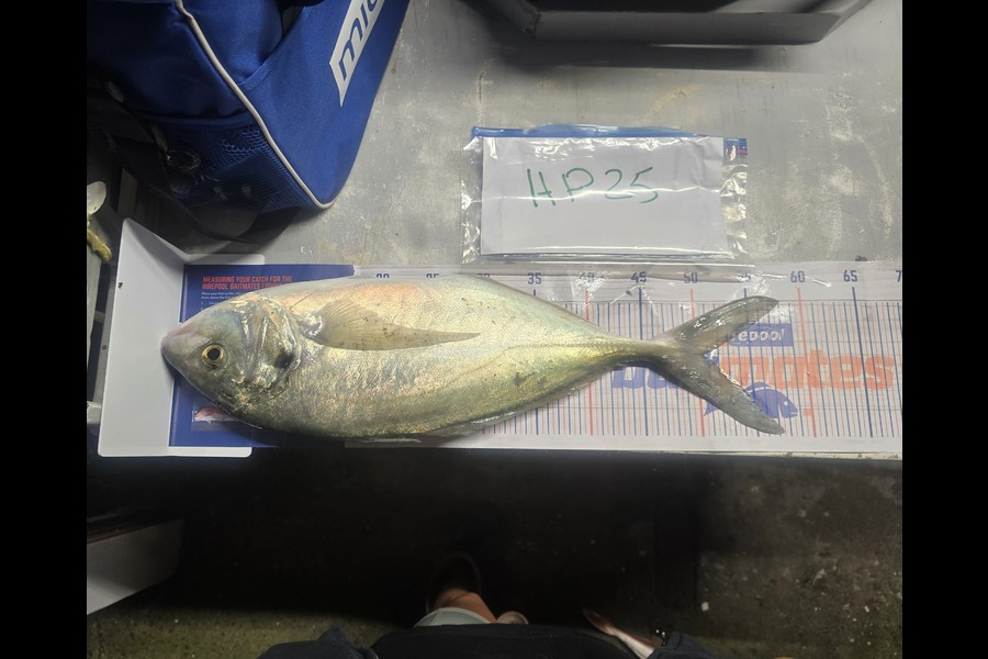 Mallory Cowin caught this 50.5cm Trevally at Wairarapa
 during The Hirepool Baitmates Fishing Comp