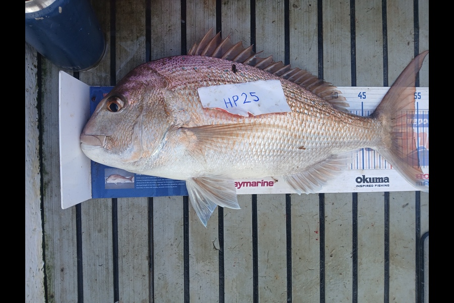 Cory Bellamy caught this 54.0cm Snapper at Northland during The Hirepool Baitmates Fishing Comp