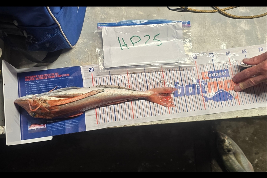 Mallory Cowin caught this 41.0cm Gurnard at Wairarapa
 during The Hirepool Baitmates Fishing Comp