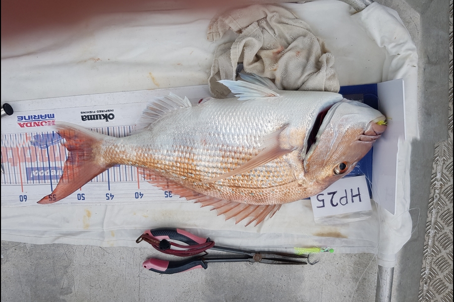 Carolyn Rose caught this 51.5cm Snapper at Nelson/Marlborough during The Hirepool Baitmates Fishing Comp