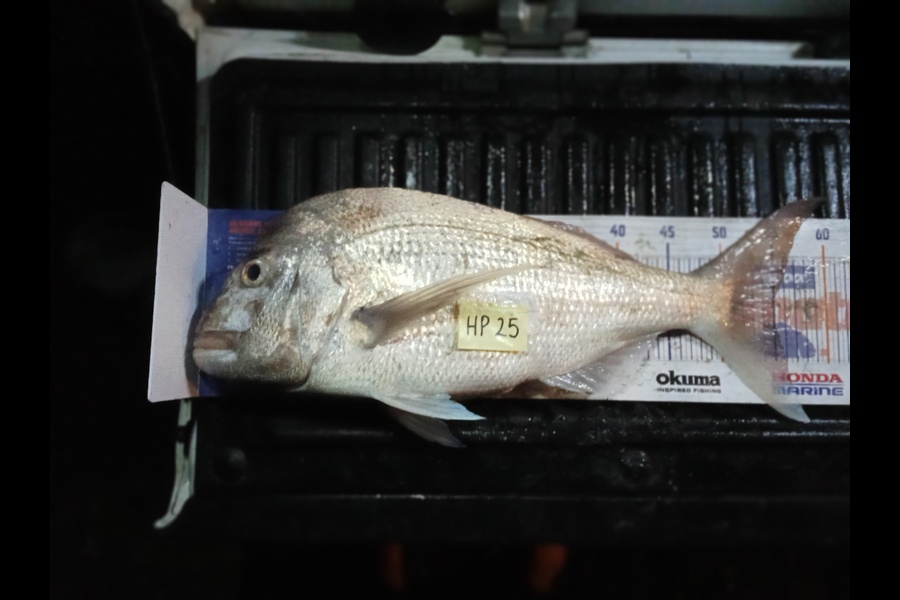 Bill Vincent caught this 54.5cm Snapper at Northland during The Hirepool Baitmates Fishing Comp