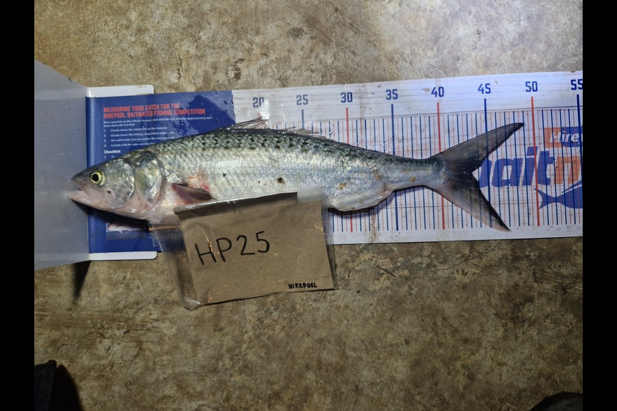 Craig Nelder caught this 43.0cm Kahawai at Northland during The Hirepool Baitmates Fishing Comp