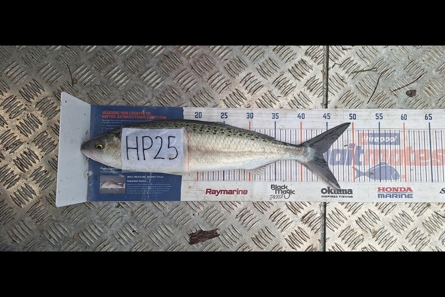 Trevor Hopson caught this 44.0cm Kahawai at Coromandel during The Hirepool Baitmates Fishing Comp