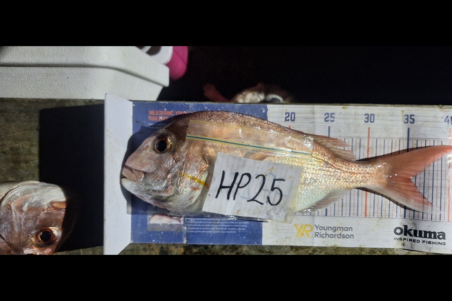 Trevor Hopson caught this 35.5cm Snapper at Coromandel during The Hirepool Baitmates Fishing Comp