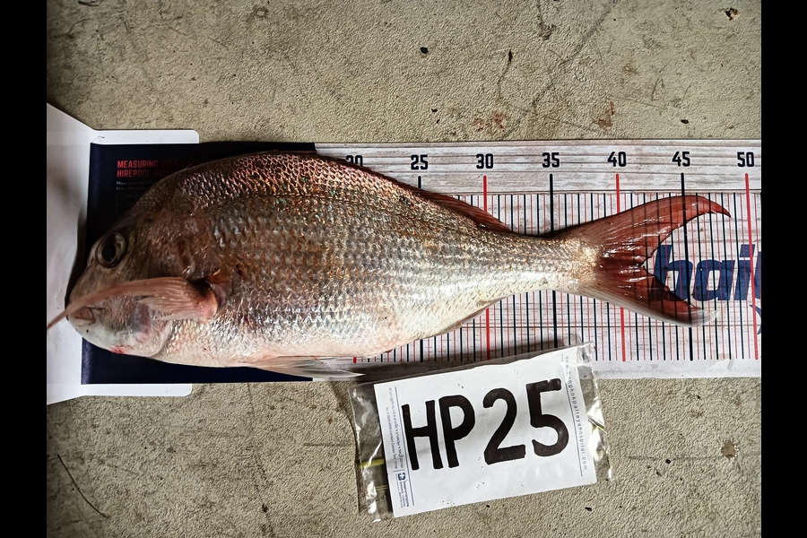 Tim Cross  caught this 41.5cm Snapper at Coromandel during The Hirepool Baitmates Fishing Comp