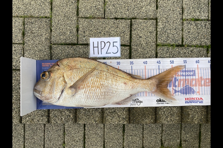 Joshua Hohaia caught this 48.0cm Snapper at Auckland during The Hirepool Baitmates Fishing Comp