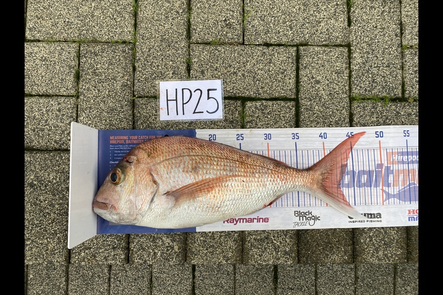Ruby Boshier caught this 42.5cm Snapper at Auckland during The Hirepool Baitmates Fishing Comp