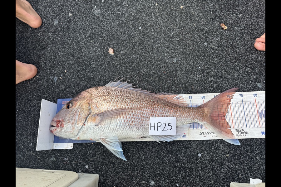 Rory Atkinson caught this 67.5cm Snapper at Northland during The Hirepool Baitmates Fishing Comp