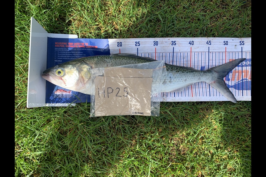 Rosie Phillips caught this 49.5cm Kahawai at Northland during The Hirepool Baitmates Fishing Comp