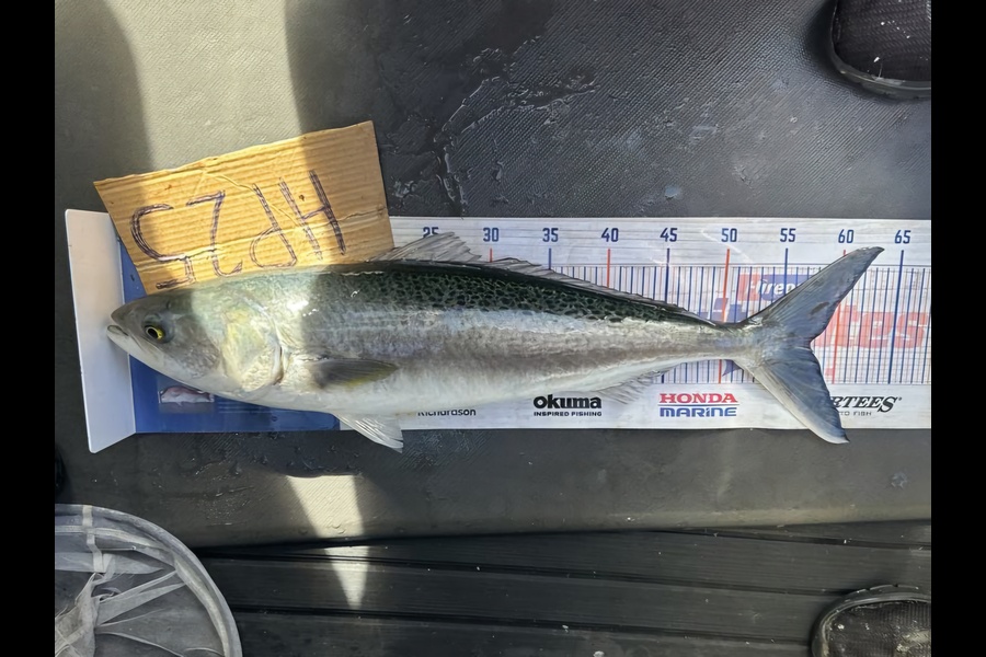 Rachel Lowe caught this 57.0cm Kahawai at Auckland during The Hirepool Baitmates Fishing Comp