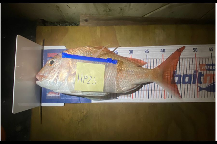 Jason Galea caught this 43.0cm Snapper at Auckland during The Hirepool Baitmates Fishing Comp