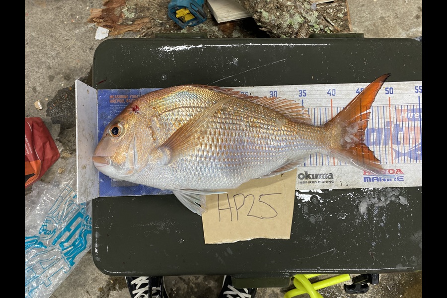 Chris Irving caught this 45.5cm Snapper at Auckland during The Hirepool Baitmates Fishing Comp