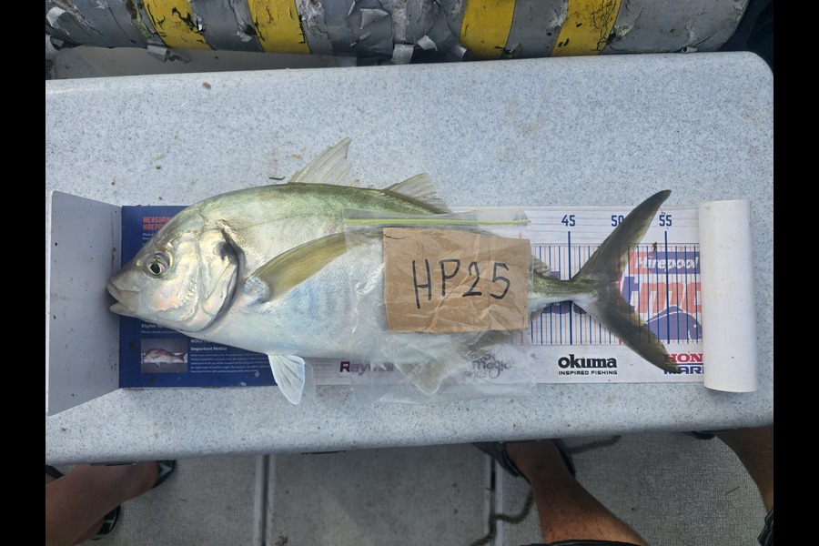 Frazer Hope caught this 49.5cm Trevally at Bay of Plenty during The Hirepool Baitmates Fishing Comp