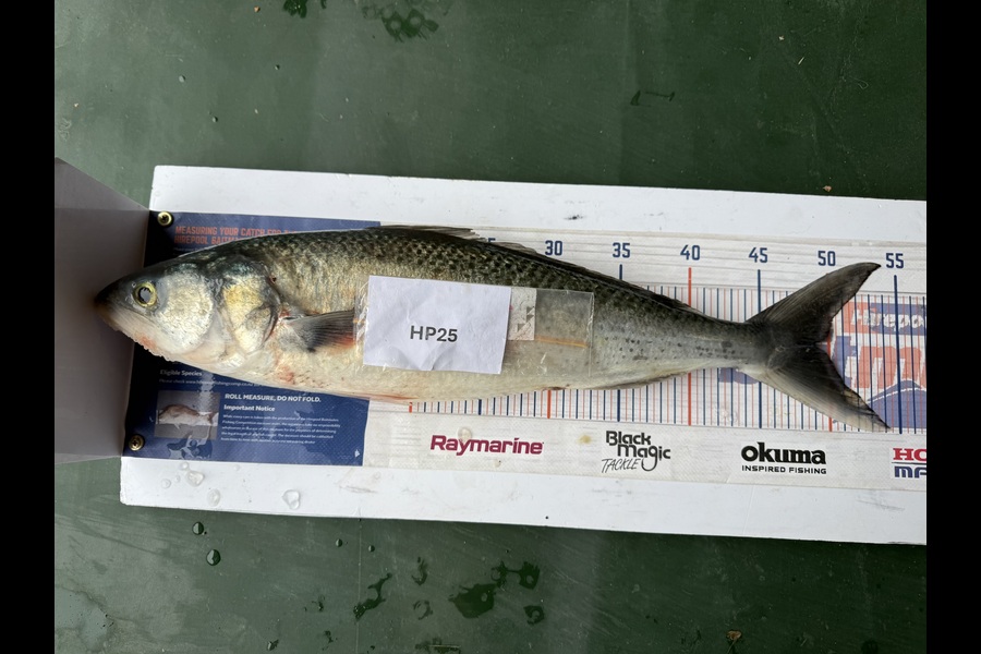 Sharon Cretney caught this 49.0cm Kahawai at Wairarapa
 during The Hirepool Baitmates Fishing Comp