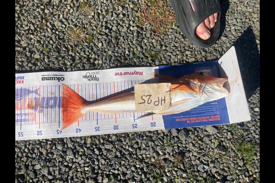David Monagan caught this 44.5cm Gurnard at Hawkes Bay during The Hirepool Baitmates Fishing Comp