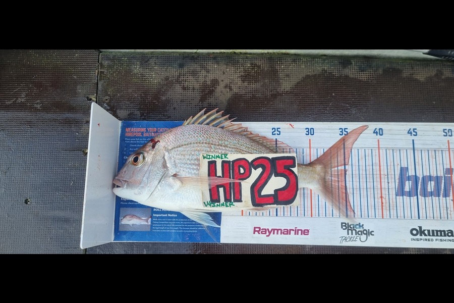 Greg Russell caught this 35.0cm Snapper at Waikato during The Hirepool Baitmates Fishing Comp