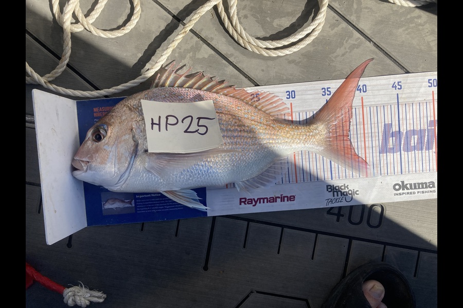 David Monagan caught this 37.5cm Snapper at Hawkes Bay during The Hirepool Baitmates Fishing Comp