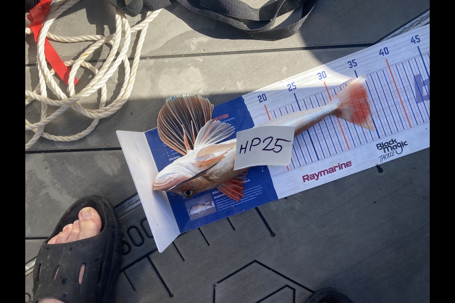 David Monagan caught this 35cm Gurnard at Hawkes Bay during The Hirepool Baitmates Fishing Comp
