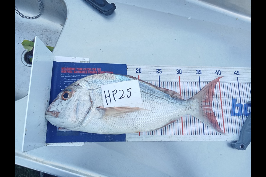 Phill Saunders caught this 37.5cm Snapper at Coromandel during The Hirepool Baitmates Fishing Comp