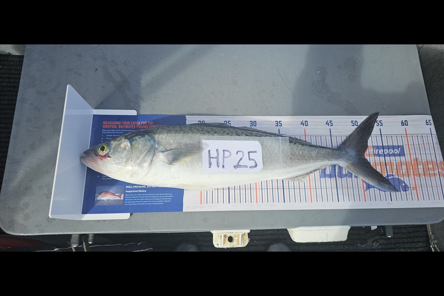 Frank van Vroonhoven caught this 51.0cm Kahawai at Bay of Plenty during The Hirepool Baitmates Fishing Comp